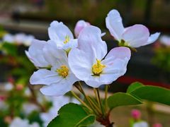 -海棠花溪(元大都城垣遗址公园)