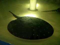 -泉州海丝野生动物世界