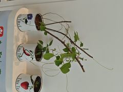 -大树餐厅(环球港店)