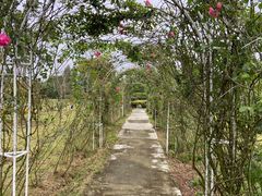 -紫颐香薰山谷景区