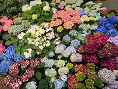 -双季花艺园艺市场(浦东店)