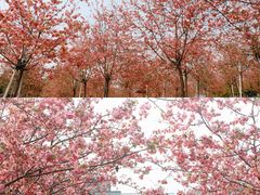 -天适樱花悠乐园