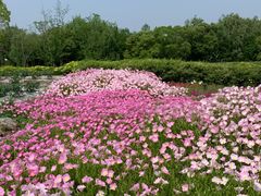 -同里国家湿地公园