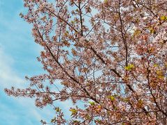 -高东镇樱花园