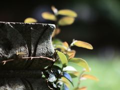 -普陀山风景名胜区-法雨禅寺