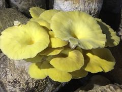 黄金菇-仙蘑洞