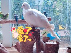 -花之城