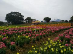 -松山湖梦幻百花洲