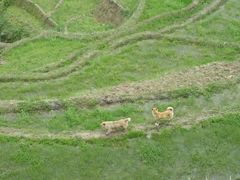 -紫鹊界梯田景区