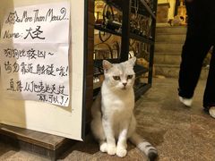 -more than meow吴止猫主题餐厅(承德 中船汇店)