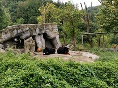 -都江堰中华大熊猫苑
