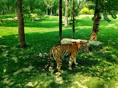 -北京野生动物园