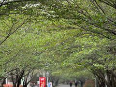 -高东镇樱花园