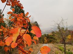 -北京鹫峰国家森林公园