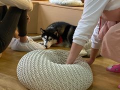 春杏-Husky Go! 哈士奇体验馆·宠物咖啡厅狗咖