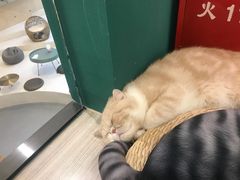 -飞行喵MR PILOT|猫舍·猫咖(静安大融城店)