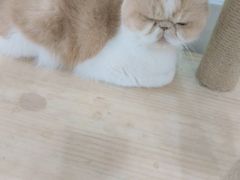 -喵园·猫主题咖啡厅·撸猫·猫咖(国贸店)