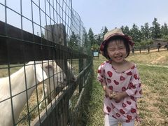 -田园东方蜜桃村的田野营地