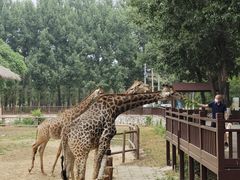 -北京野生动物园