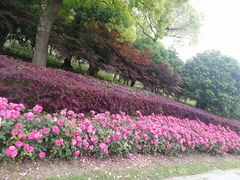 -上海鲜花港