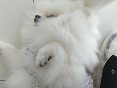 -怪兽屋·羊驼·猫咖·狗咖(俊华广场店)