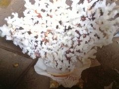 android_upload_pic-宋柏树北京果木烤鸭(安东卫店)