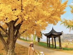 -千年银杏谷文化旅游区