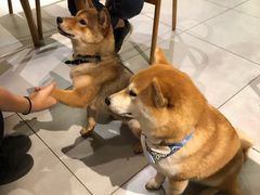 -柴务处·柴犬主题狗咖