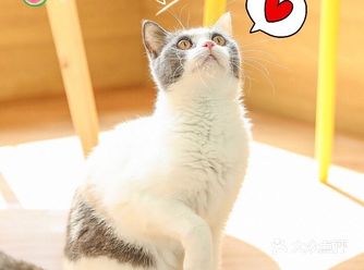 江浙沪地区软萌系的猫星人打卡地