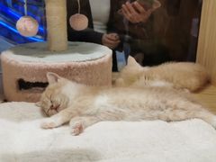 -屋虎猫馆(宝安大仟里店)