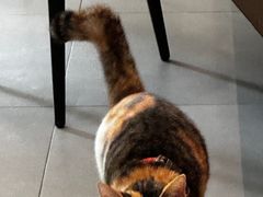 -Again Coffee Roaster(香蜜湖店)