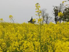 -苏州太湖湖滨国家湿地公园