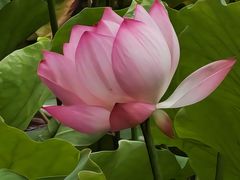 -荔湾湖公园