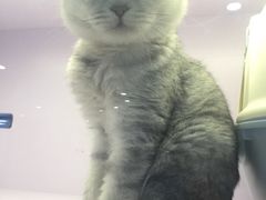 -喵的天空名猫咖啡馆·撸猫·猫舍·用品