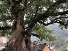 -杨家堂村