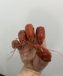 -苏针艺纹身·穿孔饰品