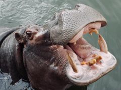 -杭州野生动物世界