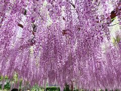 -嘉定紫藤园