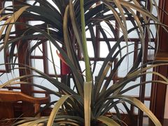 -梁溪河畔·吉府花园(南长街南下塘店)