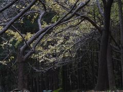 -上海共青森林公园