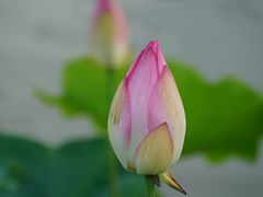 -苏家围·东江画廊旅游景区