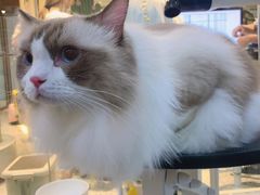 -momokira米努特·德文卷毛猫·棉花面纱犬