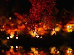 -遵化市禅林寺古银杏风景园