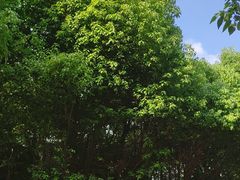 -胜丰草莓采摘园