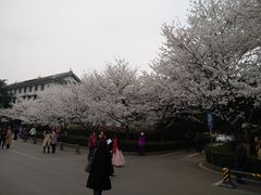 -武汉大学-樱园