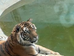 -栾川竹海野生动物园