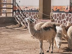 -青藏高原野生动物园