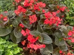 -上海微创医疗器械（集团）有限公司