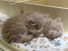 -HONGA HONGA雄家(曹路店)