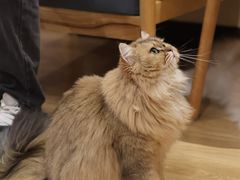 -滚猫咖啡·猫咖·猫友好撸猫(未来城店)